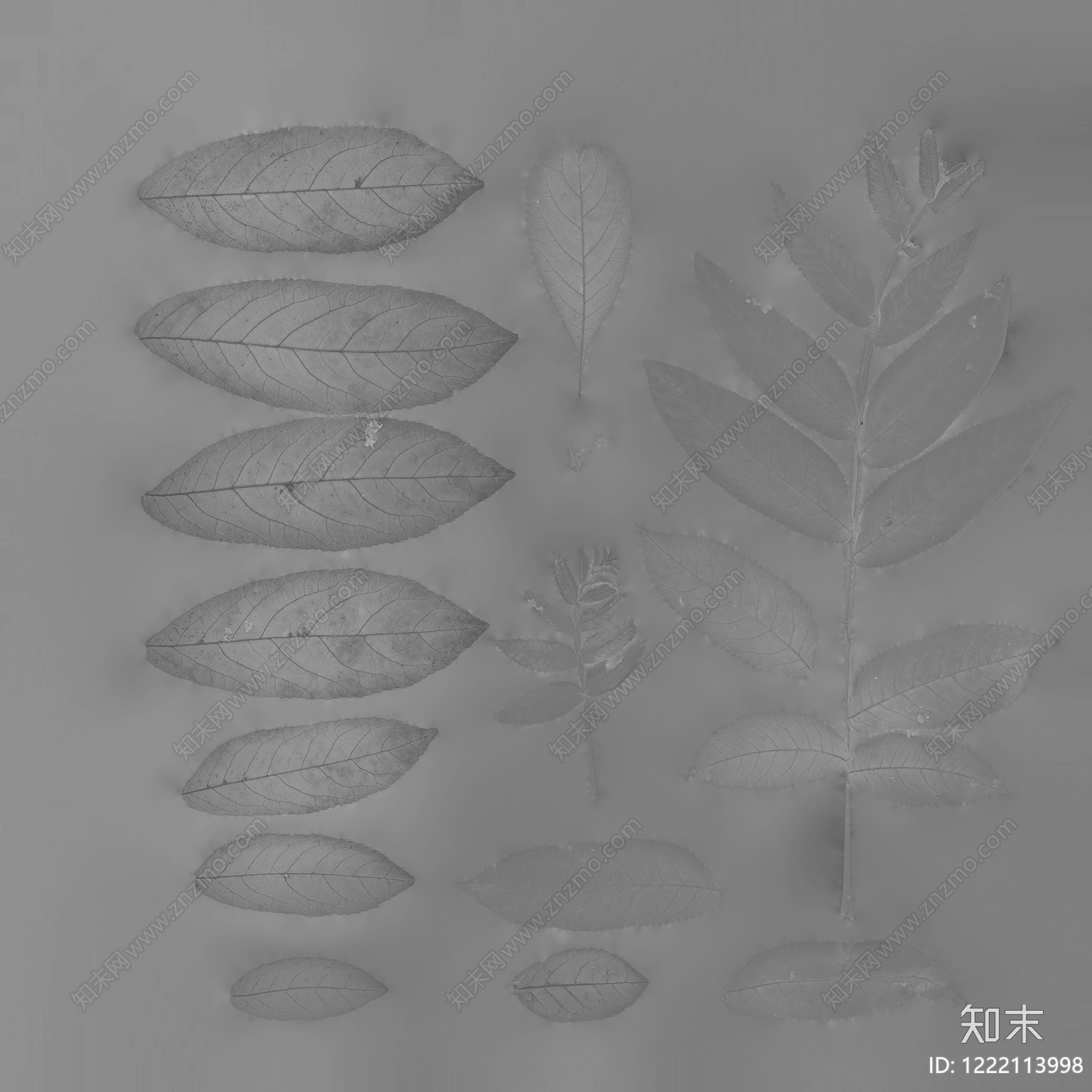 植物壁纸高清贴图材质
