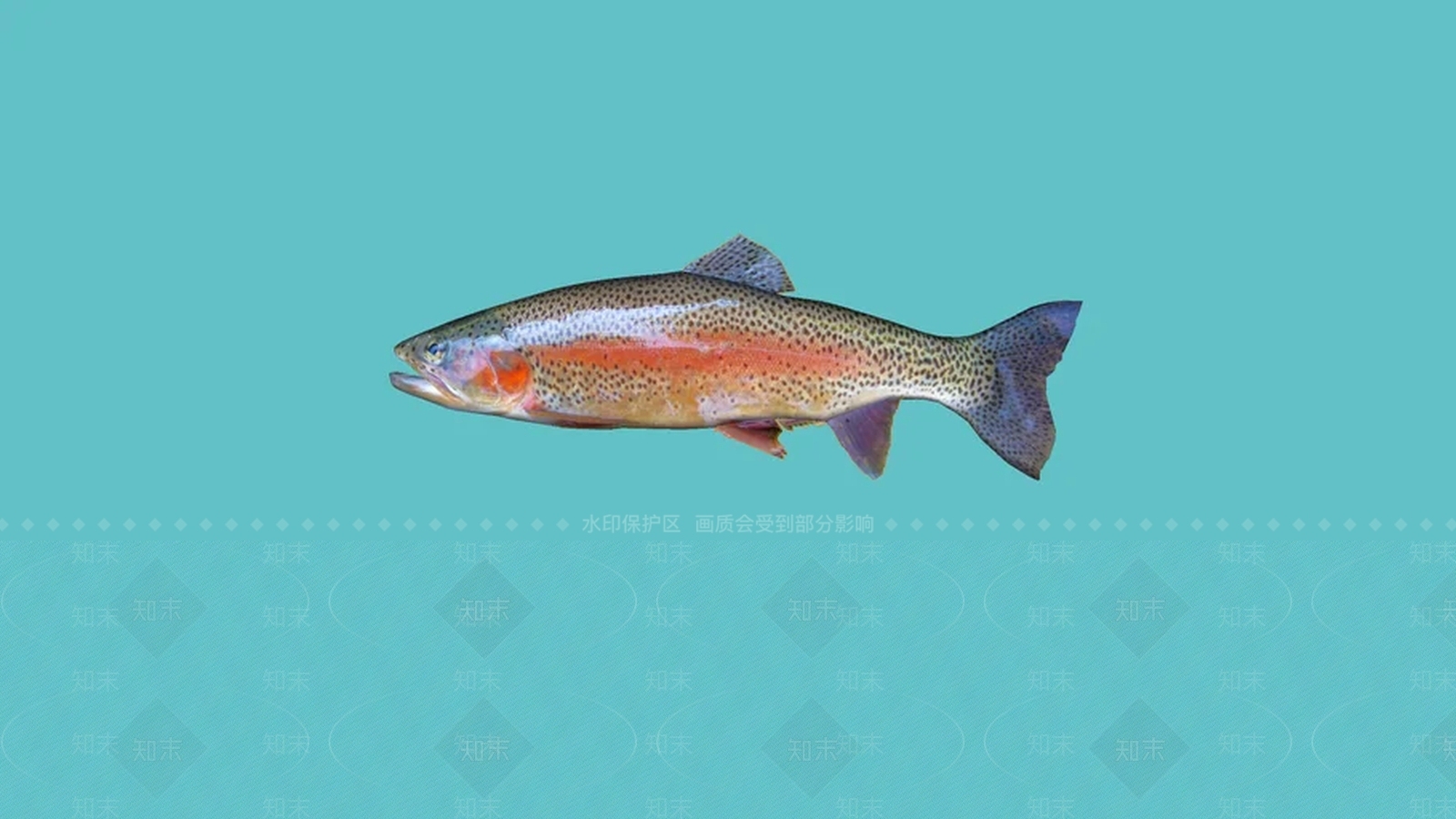 鱼SU模型下载【ID:1162055970】