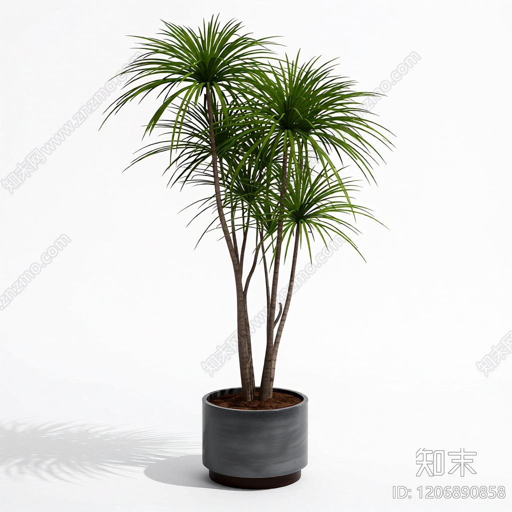 盆栽龙血树装饰3D模型下载【ID:1206890858】