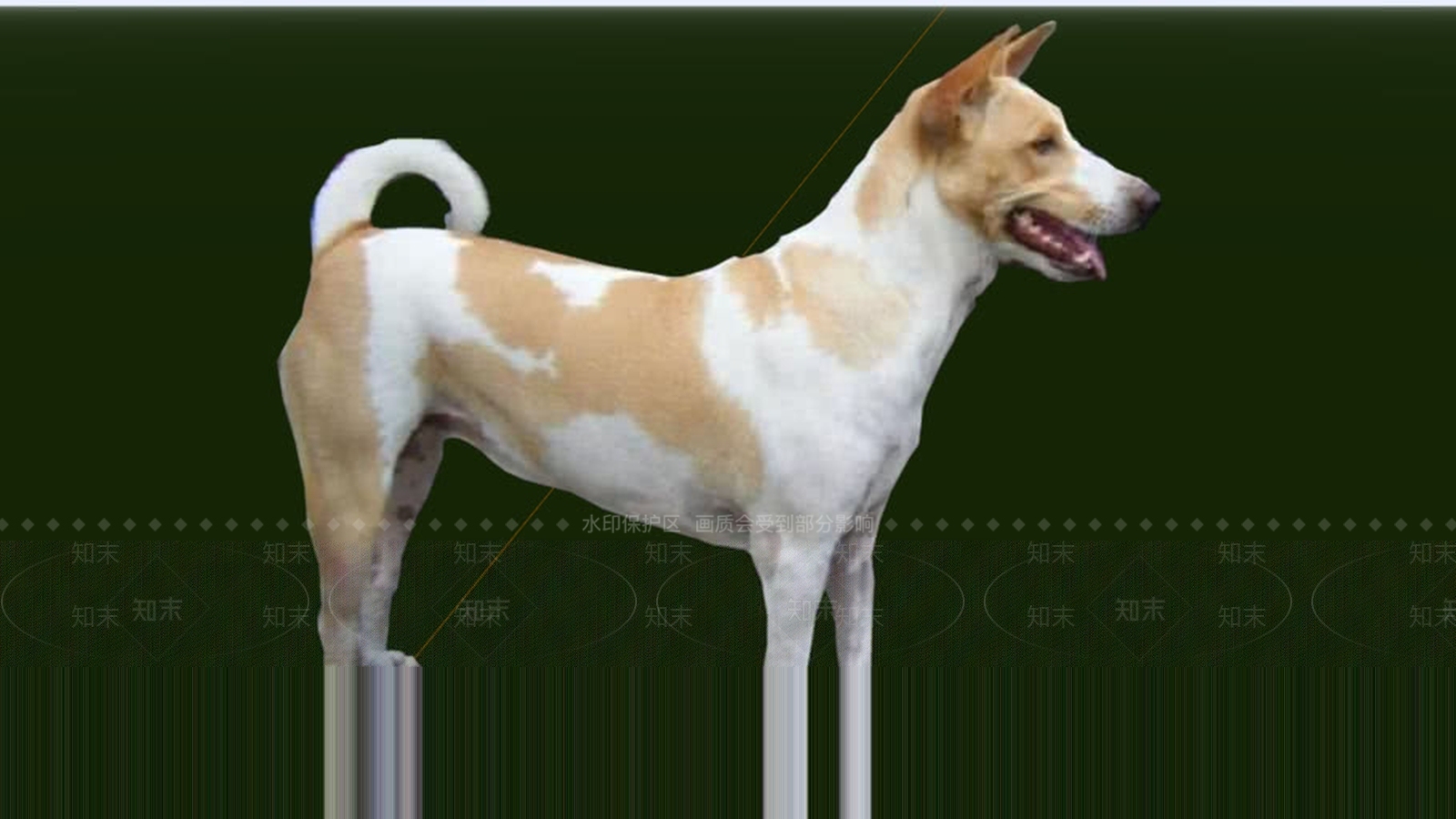 狗2D，人脸摄像头SU模型下载【ID:1162351716】