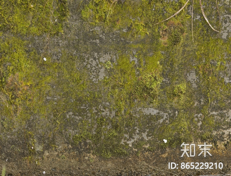 苔藓贴图下载【ID:865229210】