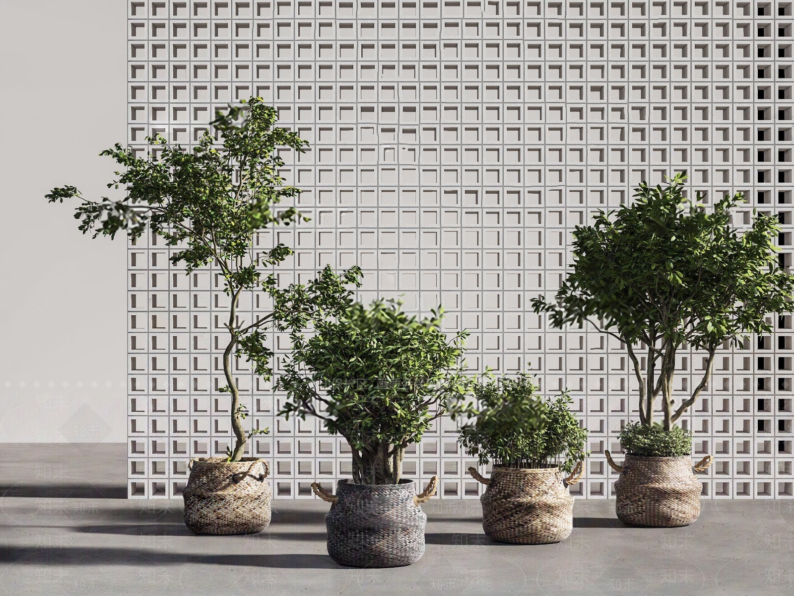 玉兰树绿植盆栽3D模型下载【ID:1118936489】