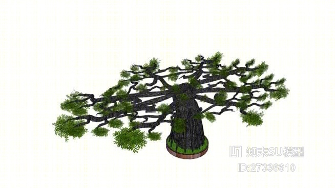 三维黑橄榄树盆景盆景树的基本zeytin巨大agaciSU模型下载【ID:27336610】