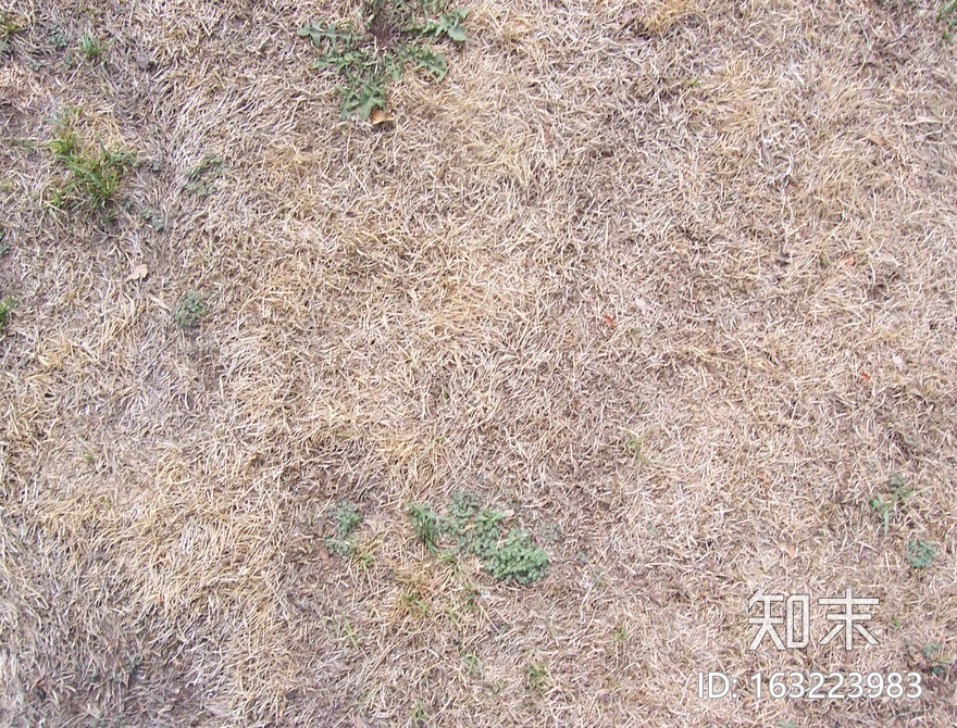 地面-草皮-0025.jpg贴图下载【ID:163223983】