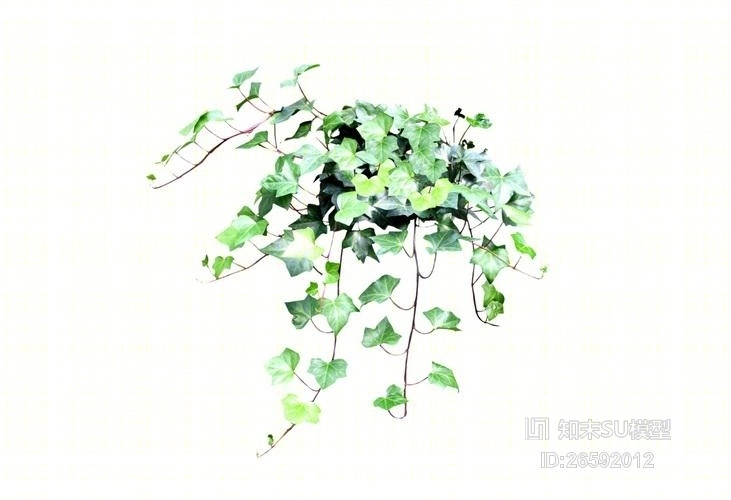 2D灌木SU模型下载【ID:26592012】