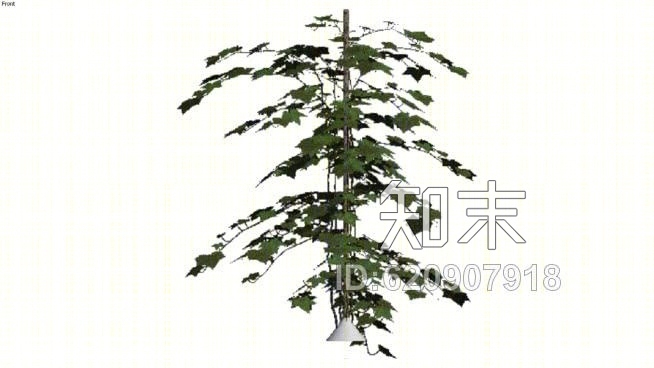 常春藤，野生的常春藤（常春藤）SU模型下载【ID:620907918】