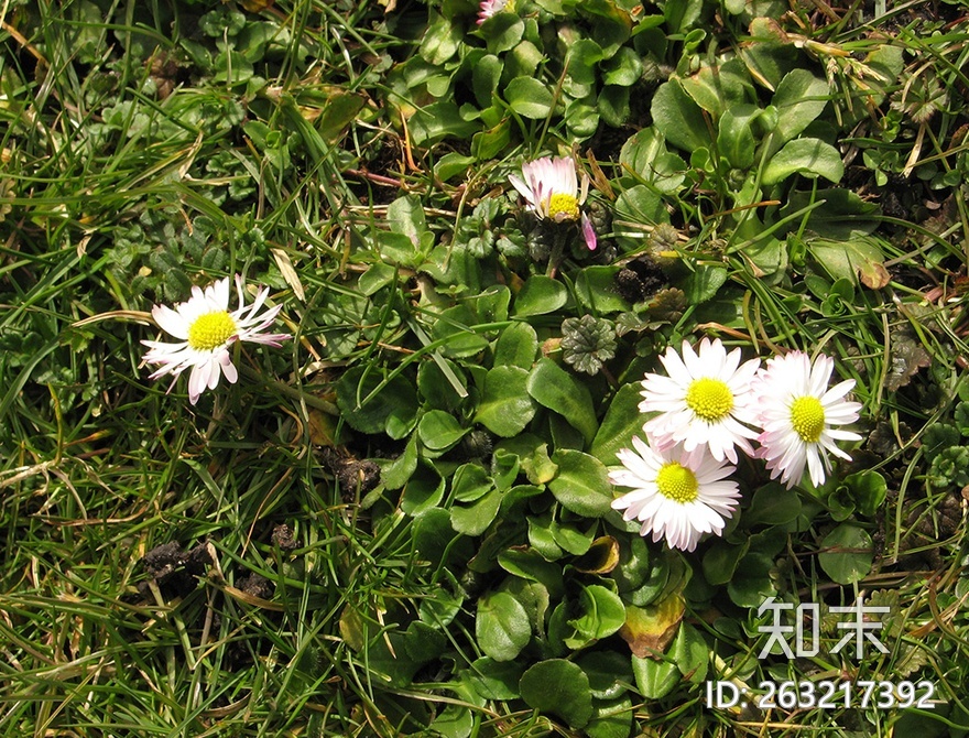 花床贴图下载【ID:263217392】