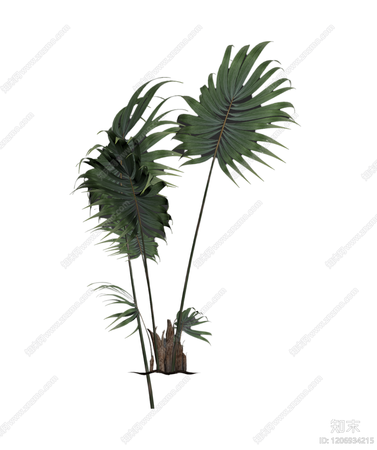 盆栽棕榈植物3D模型下载【ID:1206934215】