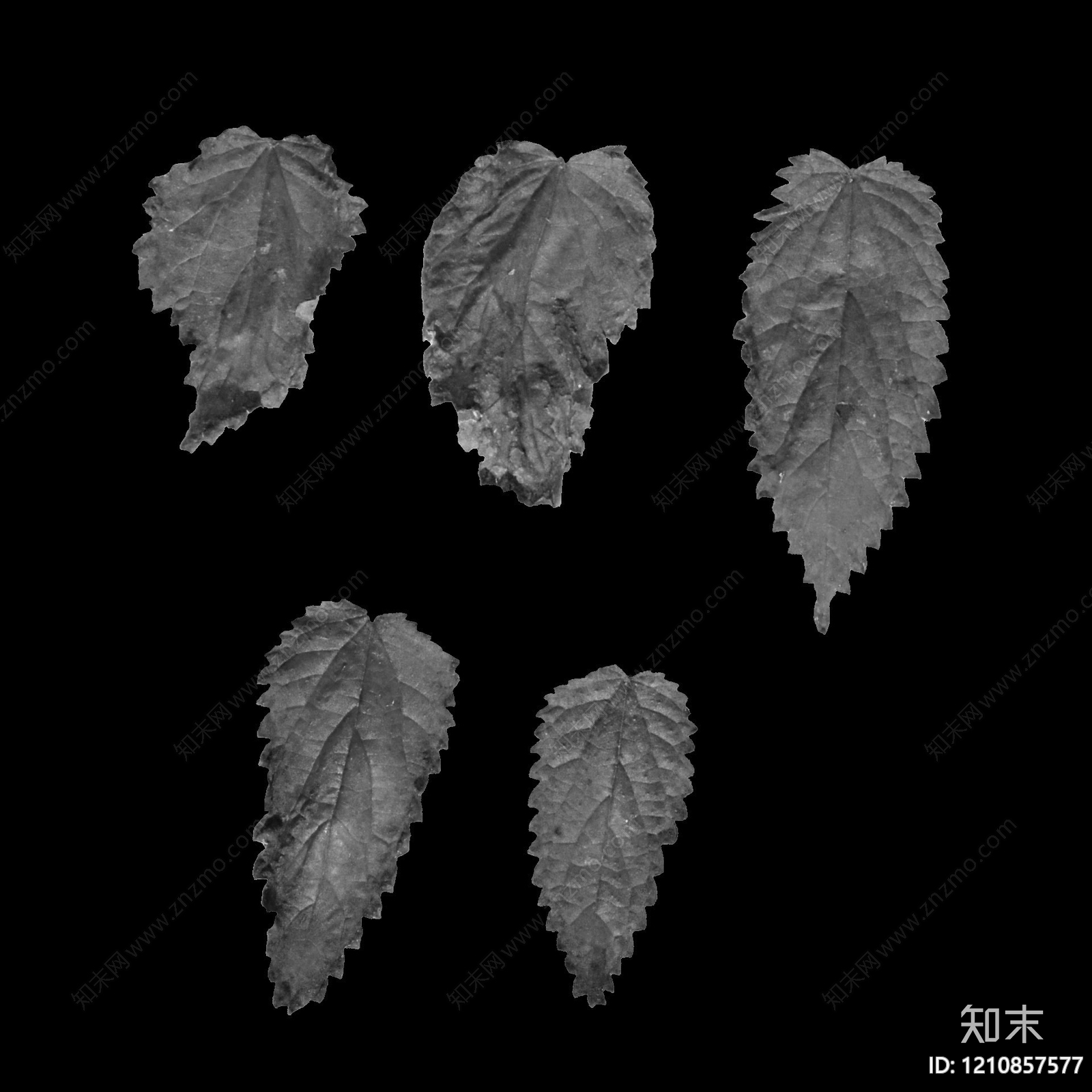 叶片纹理贴图下载【ID:1210857577】