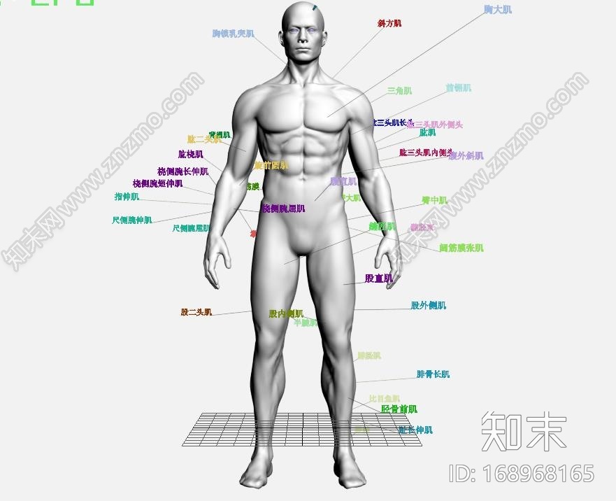 王康慧的肌肉人模！！需要的进来看！CG模型下载【ID:168968165】