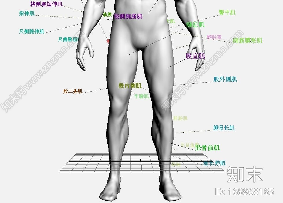 王康慧的肌肉人模！！需要的进来看！CG模型下载【ID:168968165】