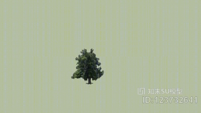 玉兰树SU模型下载【ID:123732641】