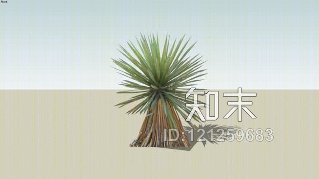 肥皂树丝兰SU模型下载【ID:121259683】
