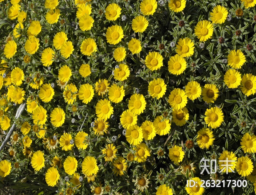 花床贴图下载【ID:263217300】