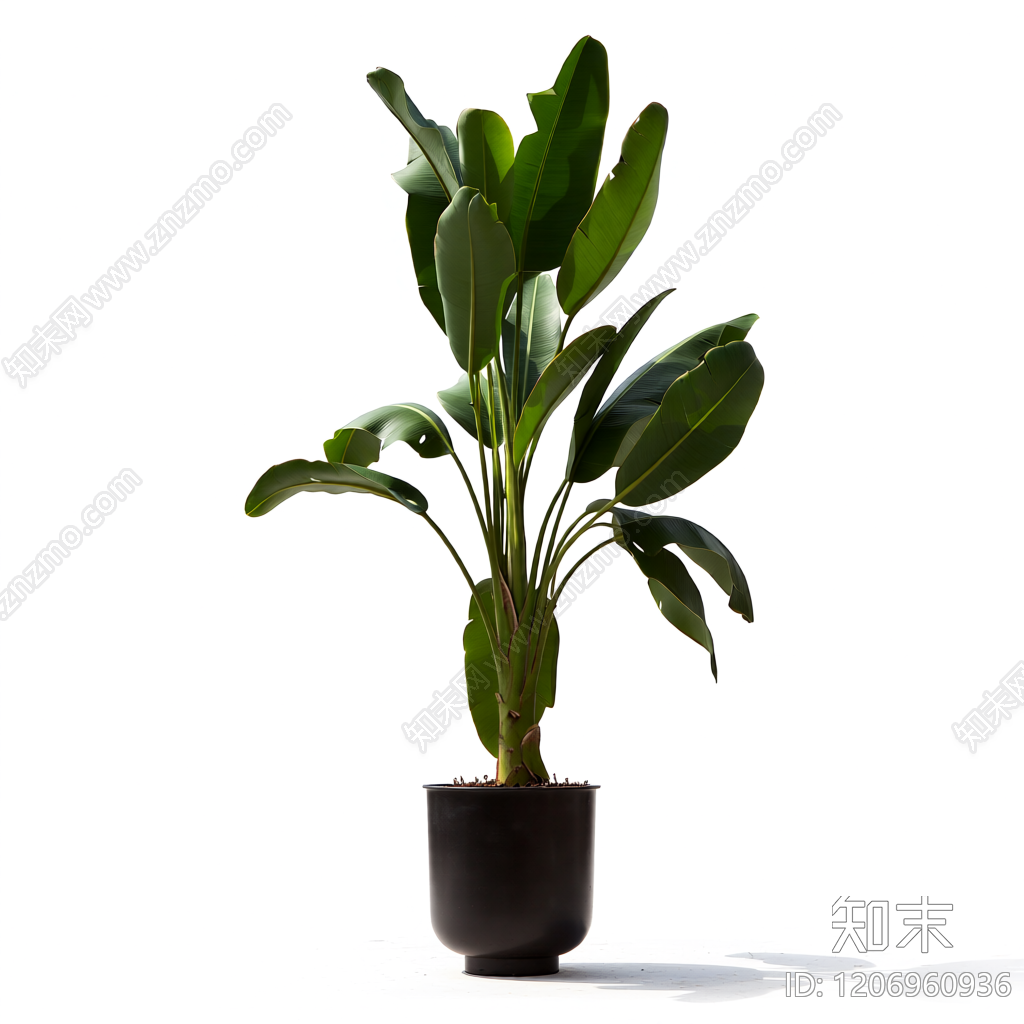 盆栽植物装饰3D模型下载【ID:1206960936】