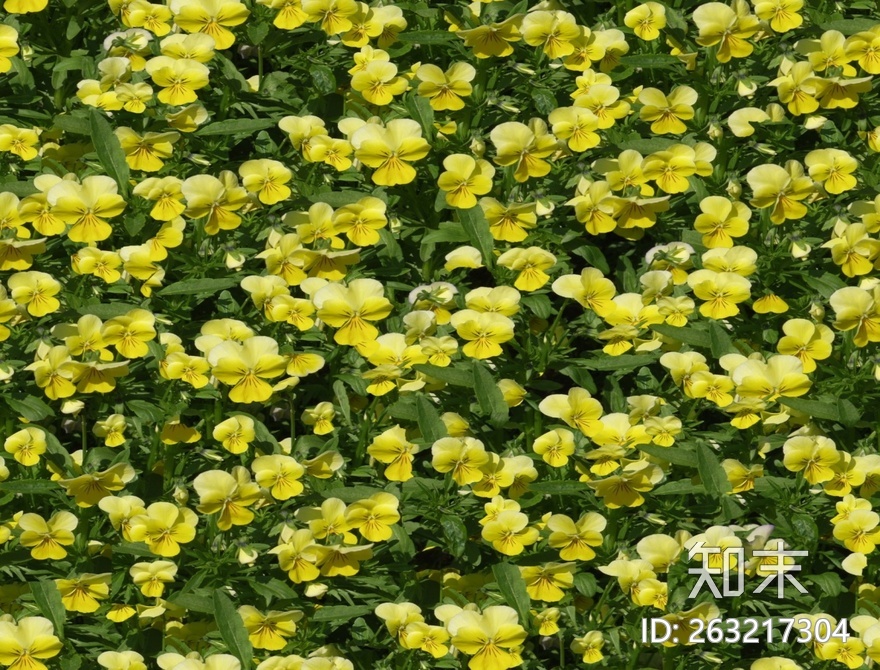 花床贴图下载【ID:263217304】
