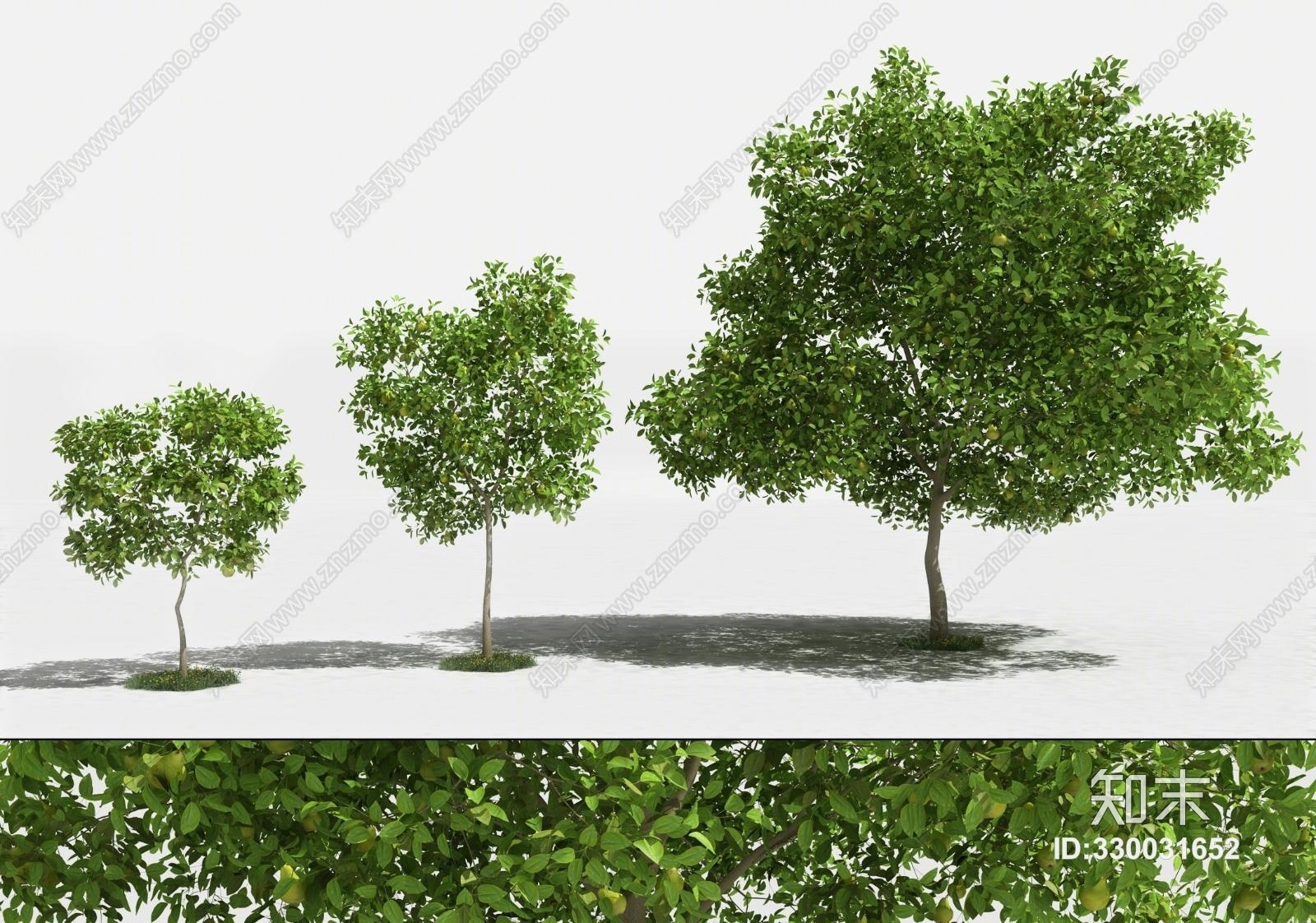 现代树梨树果树景观树花草花园庭院树植物3D模型下载【ID:330031652】