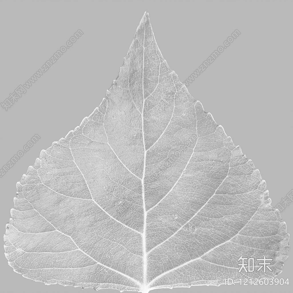 叶片纹理贴图下载【ID:1212603904】