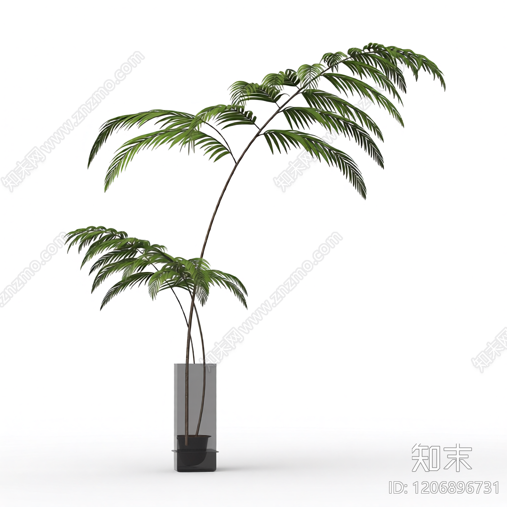 盆栽蕨类植物3D模型下载【ID:1206896731】