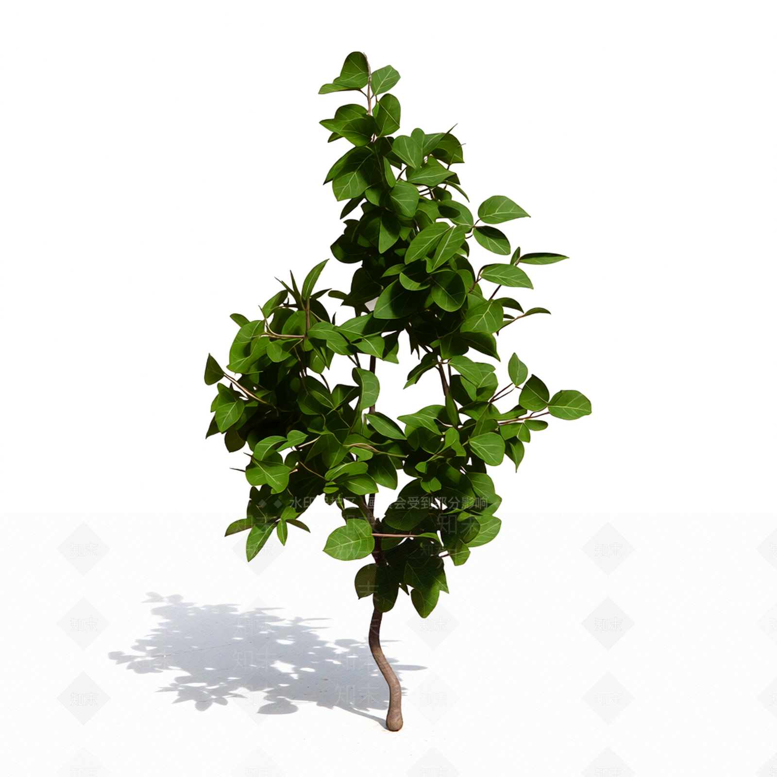 枝叶繁茂的植物模型3D模型下载【ID:1206181361】