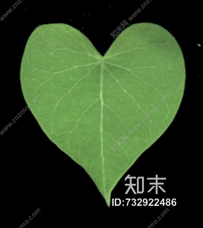 其他杂项-植物纹理贴图下载【ID:732922486】