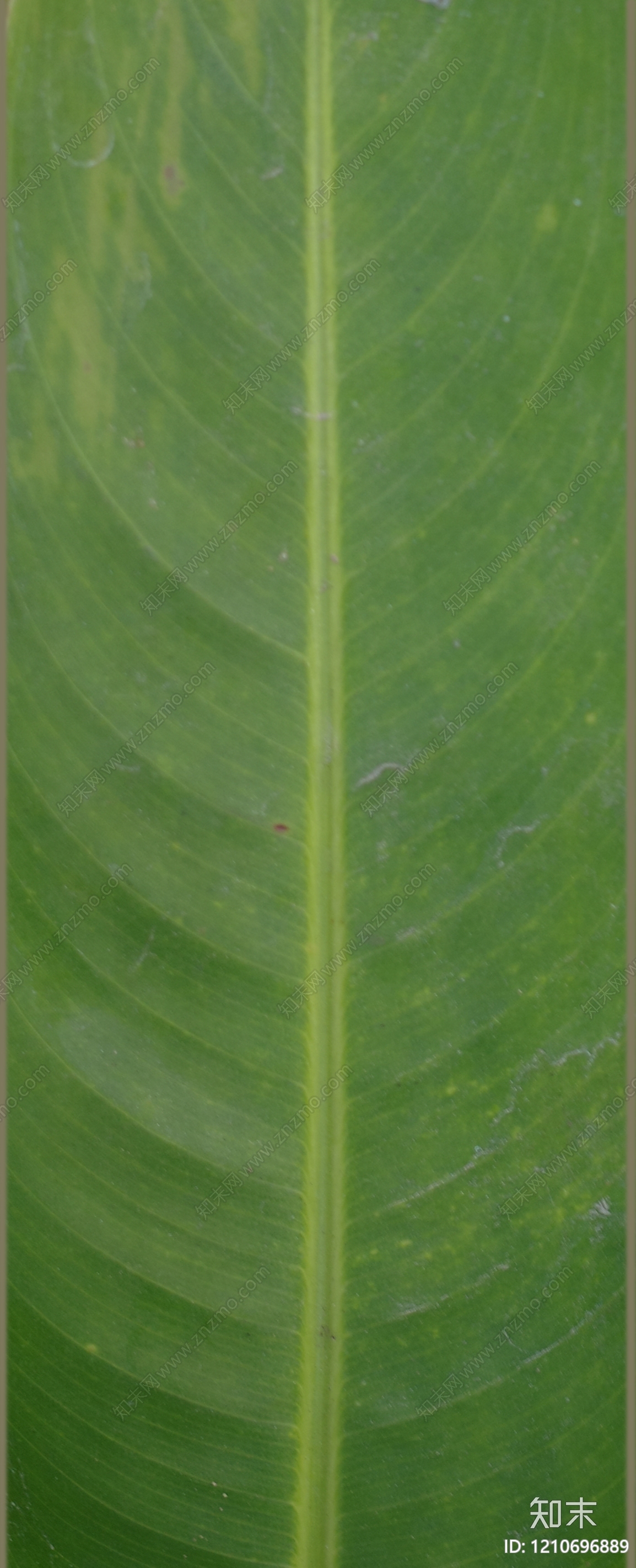 叶片纹理贴图下载【ID:1210696889】