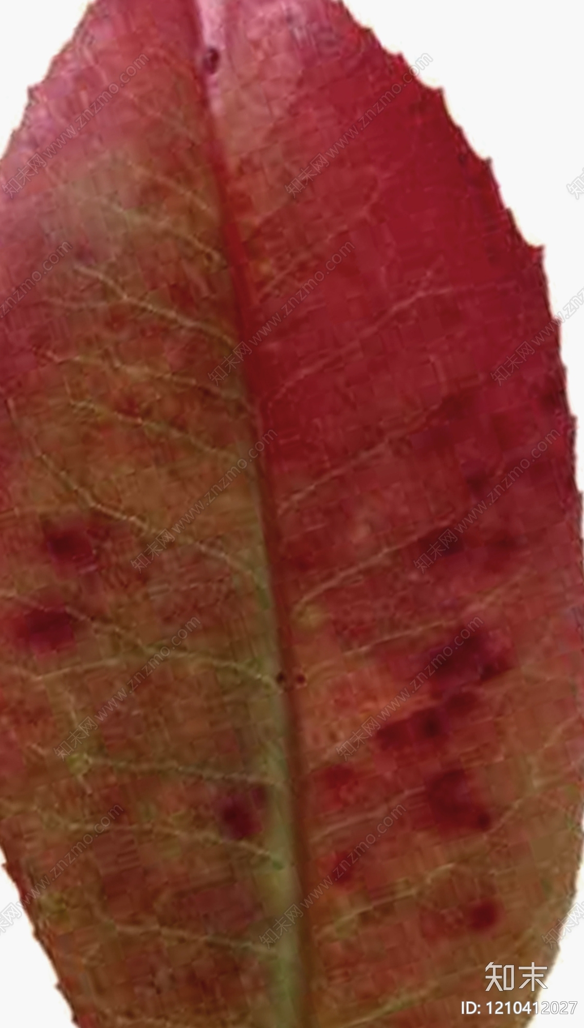 叶片纹理贴图下载【ID:1210412027】