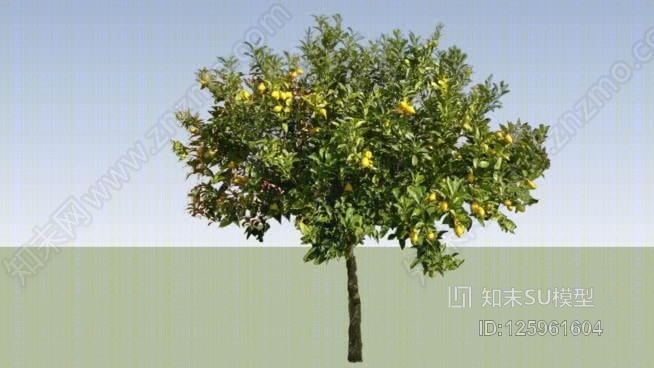 柑橘柠檬（柠檬树）SU模型下载【ID:125961604】