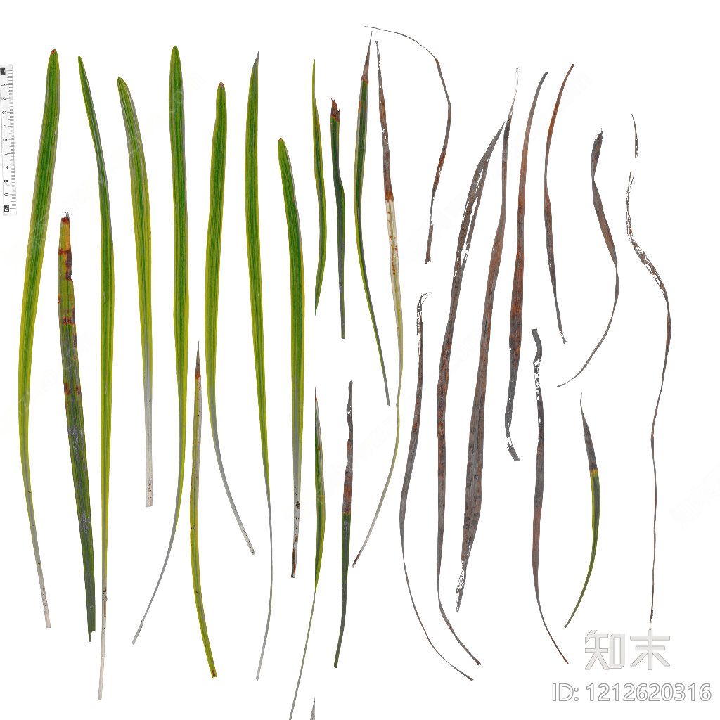 叶片纹理贴图下载【ID:1212620316】