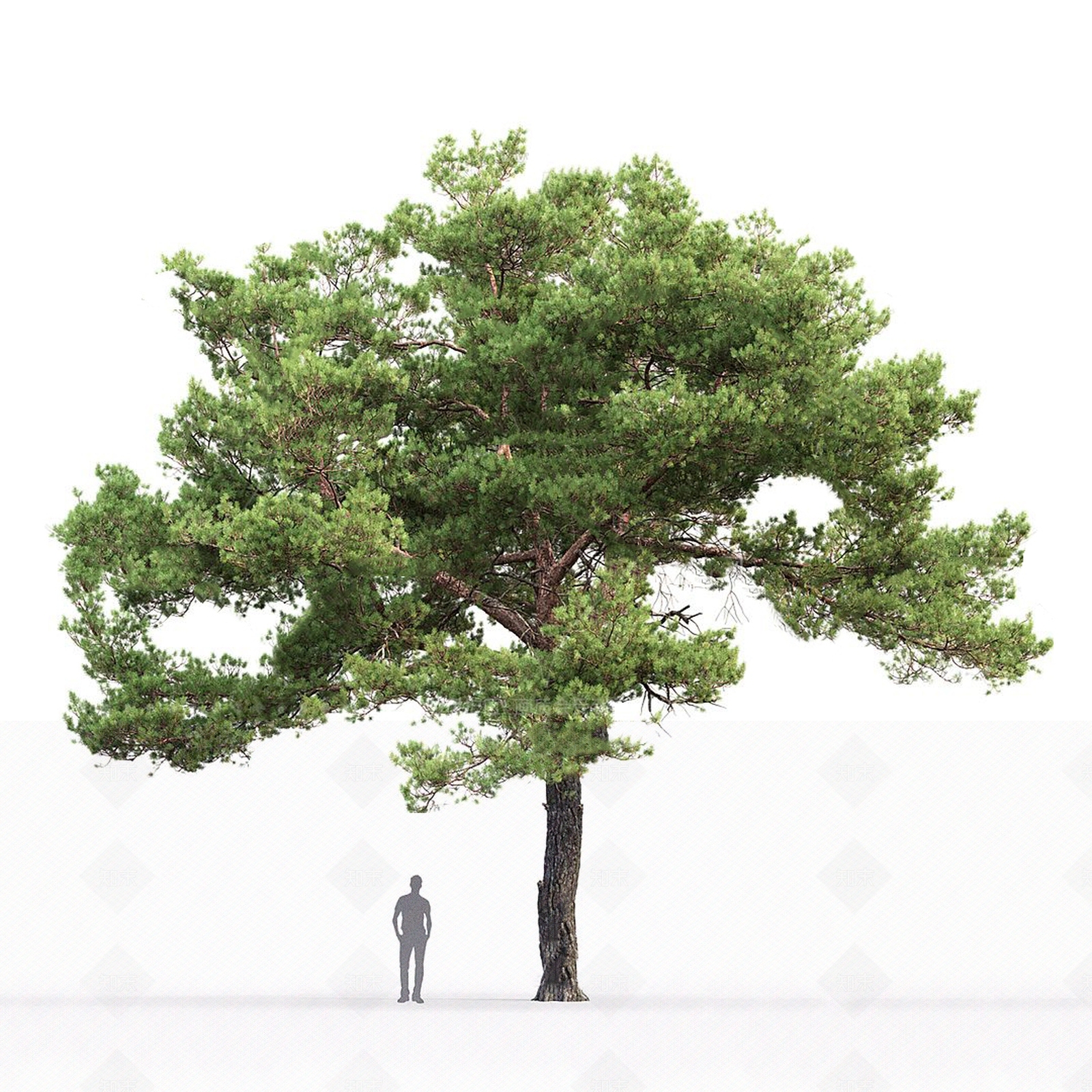 现代云杉松树3D模型下载【ID:1112841342】