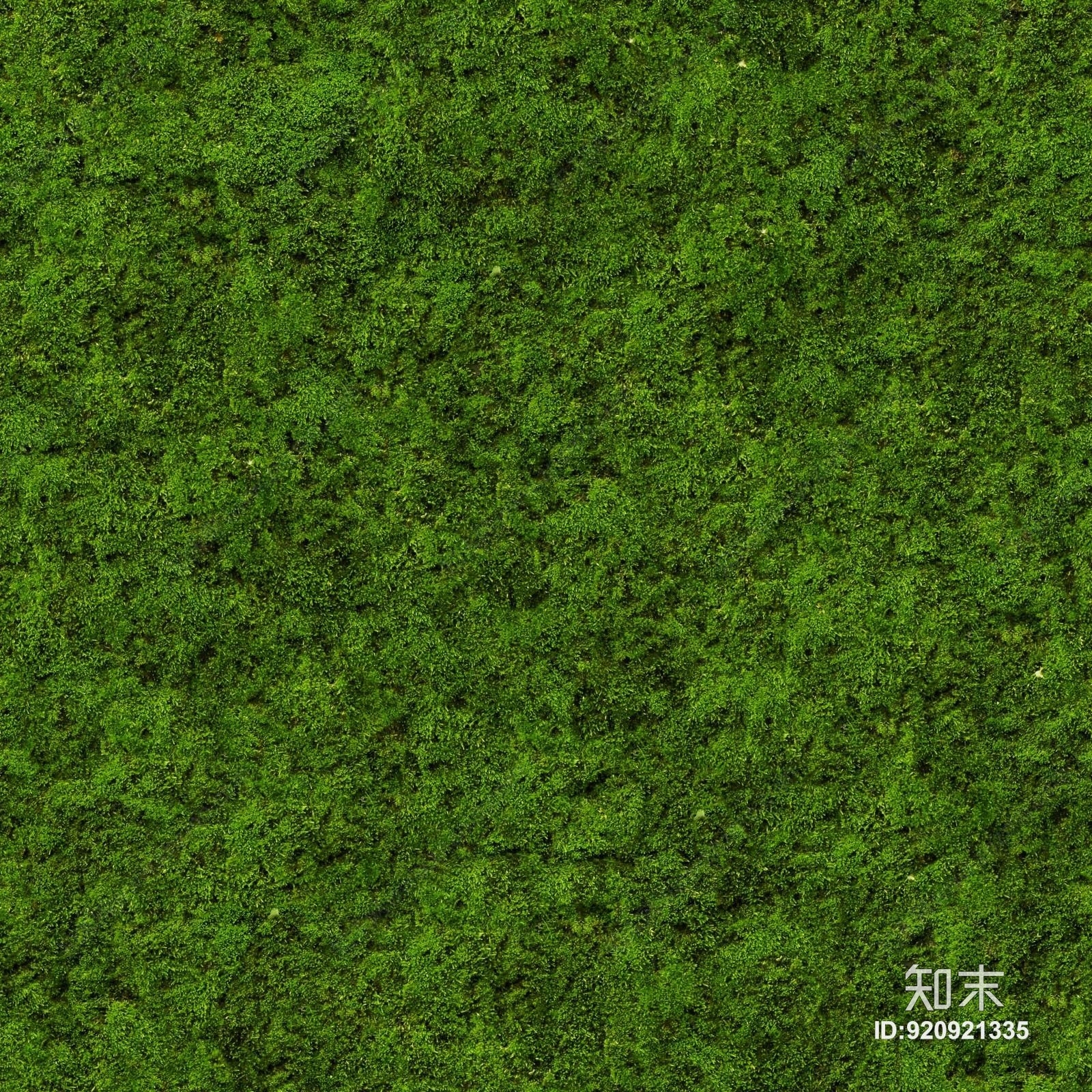 植物墙贴图下载【ID:920921335】