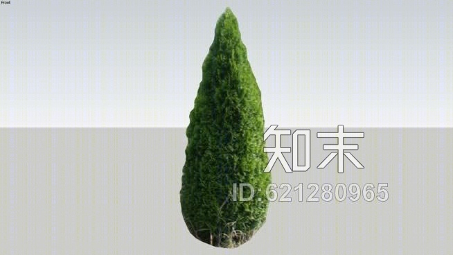 侧柏‘翡翠绿’SU模型下载【ID:621280965】