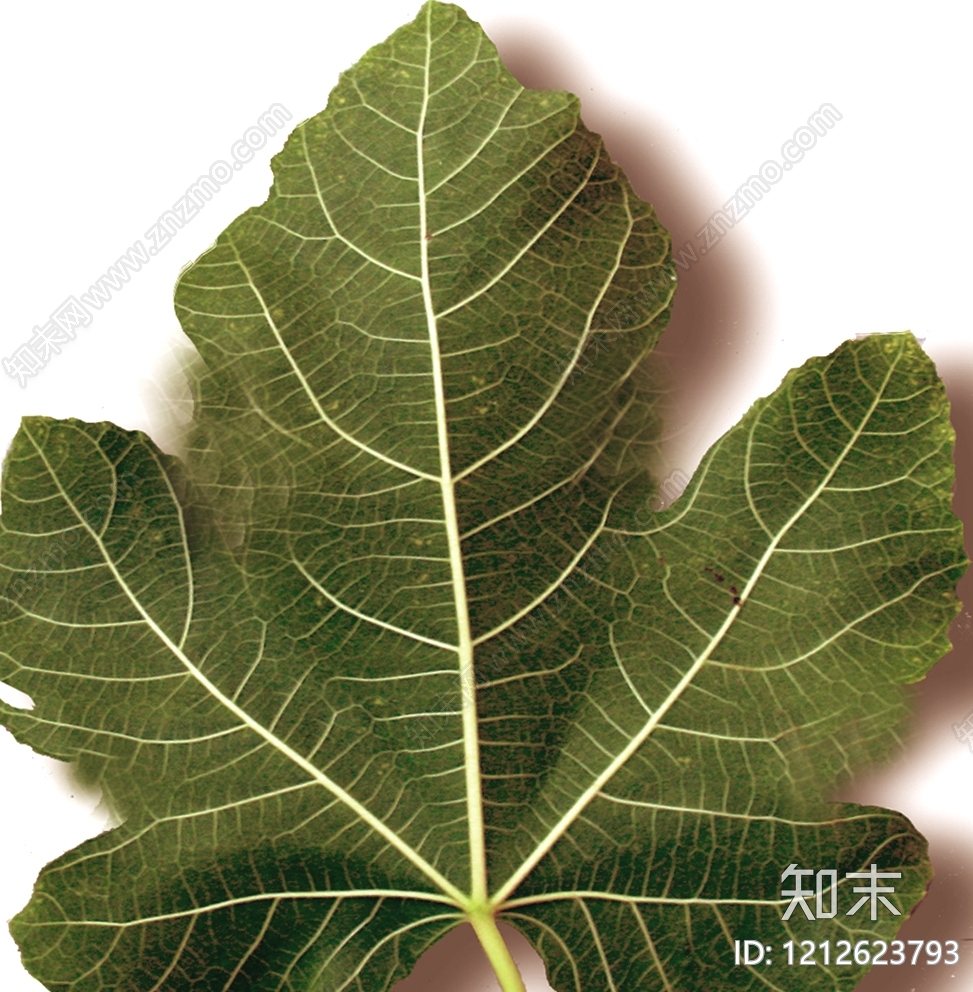 叶片纹理贴图下载【ID:1212623793】