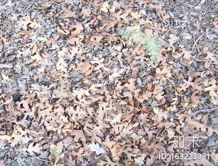 地面-草皮-0038.jpg贴图下载【ID:163223981】