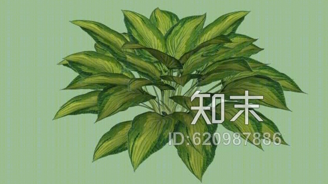 玉簪属SU模型下载【ID:620987886】