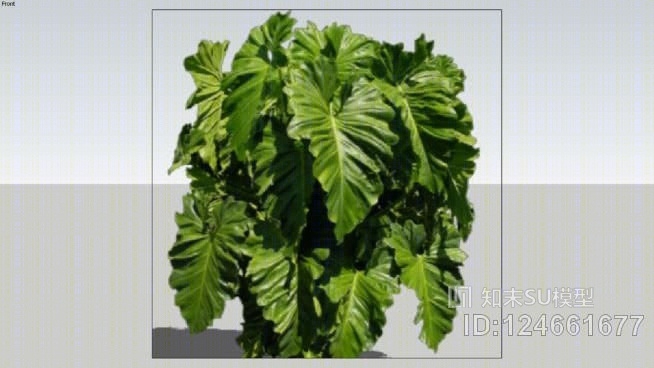 土豆植物/树xọ2dSU模型下载【ID:124661677】