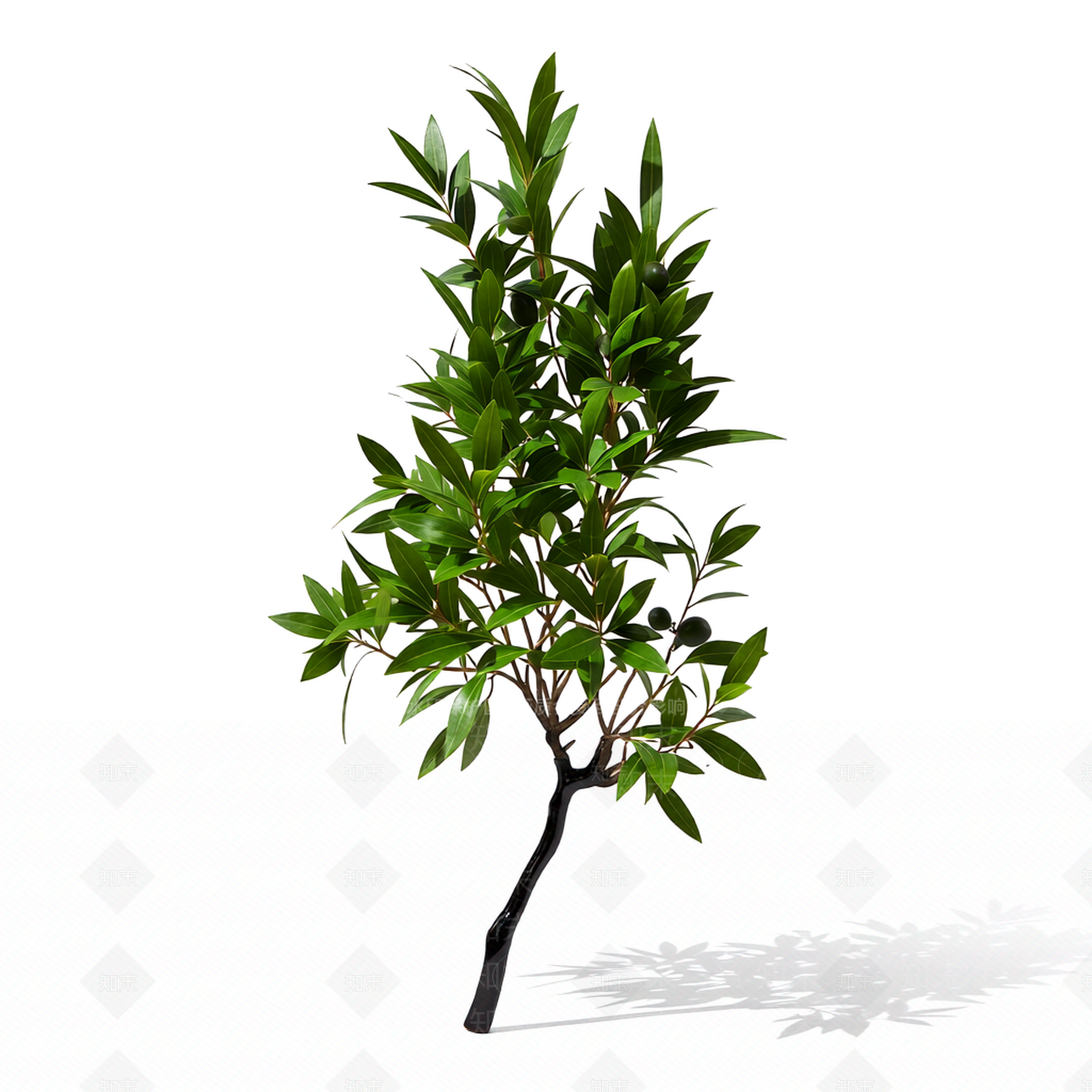 带枝叶的植物模型3D模型下载【ID:1206192570】