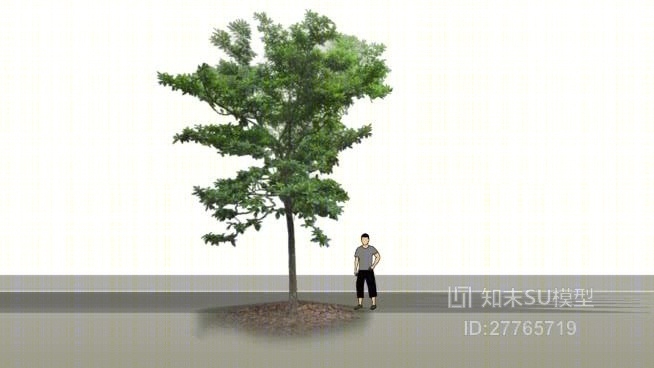 树SU模型下载【ID:27765719】
