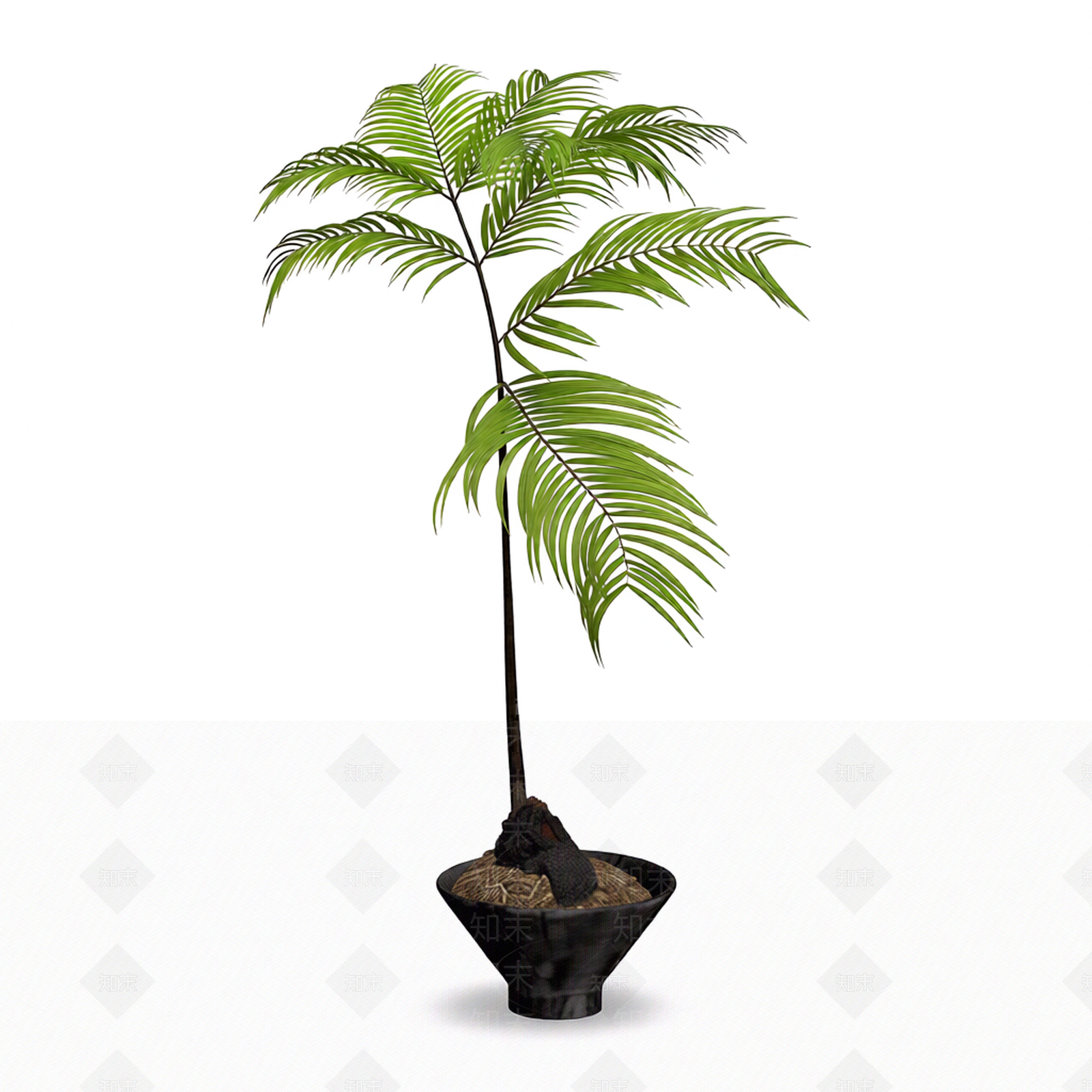 带盆蕨类盆栽3D模型下载【ID:1206201684】