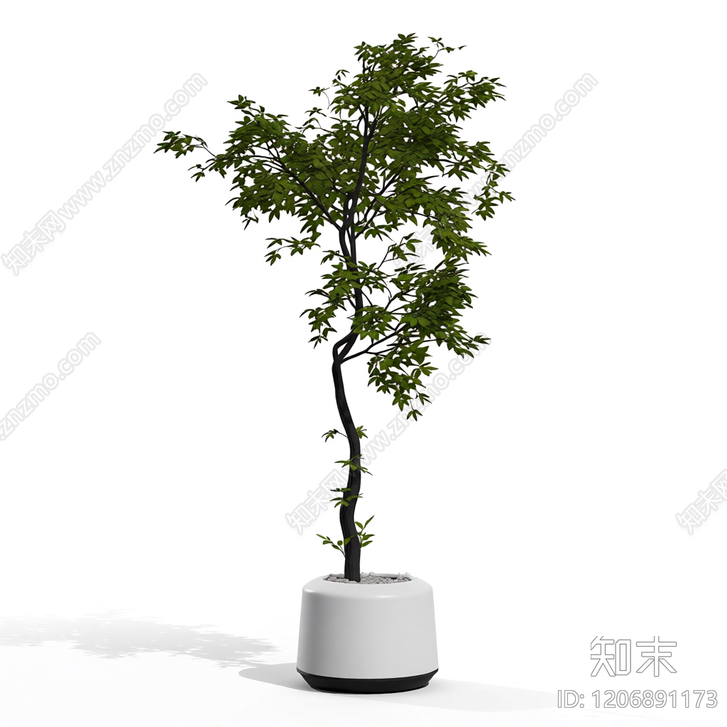 盆栽植物装饰3D模型下载【ID:1206891173】