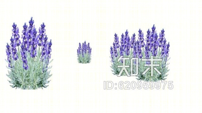 薰衣草-SU模型下载【ID:620959975】