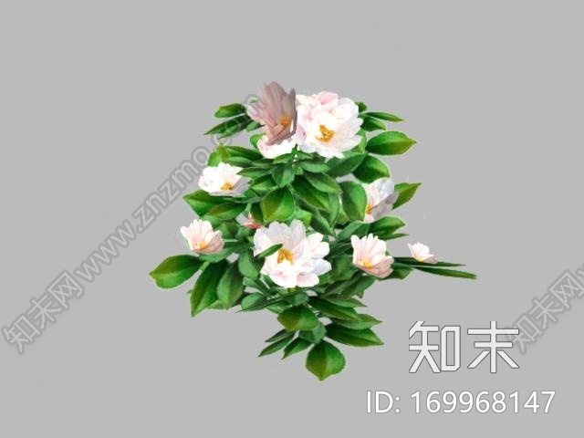 茶花模型CG模型下载【ID:169968147】