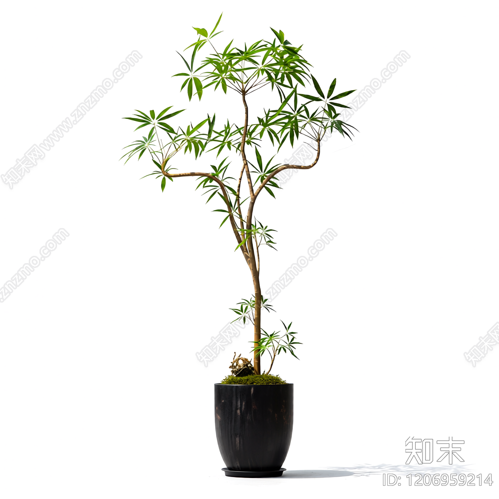 盆栽植物装饰3D模型下载【ID:1206959214】