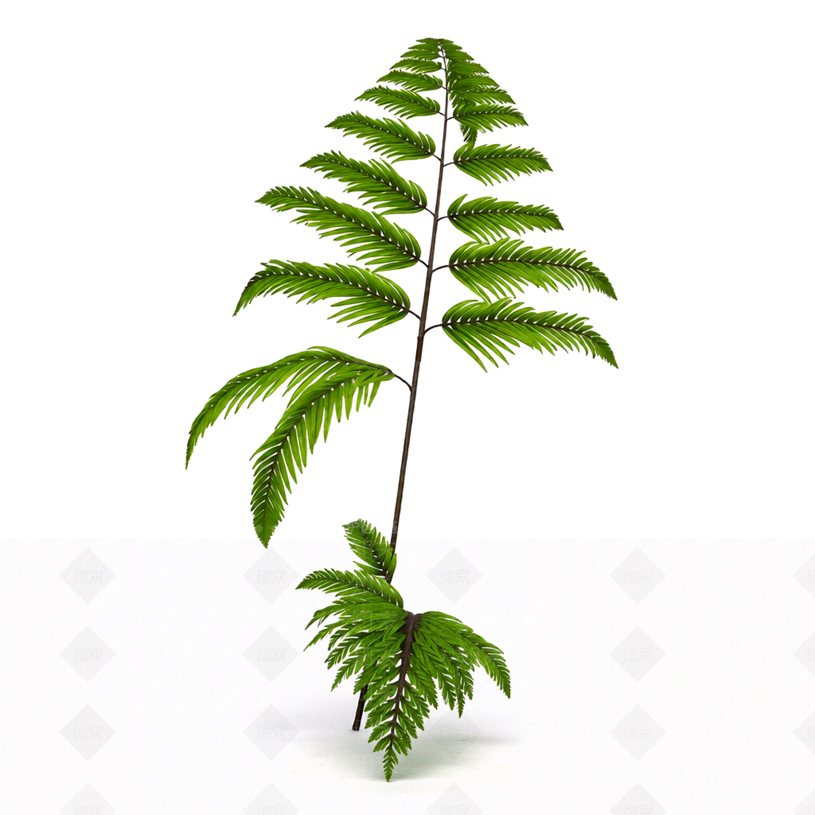 绿色蕨类植物模型3D模型下载【ID:1206194457】