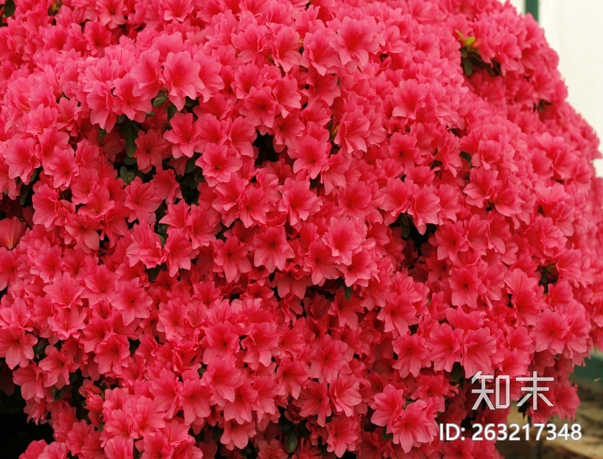 花床贴图下载【ID:263217348】