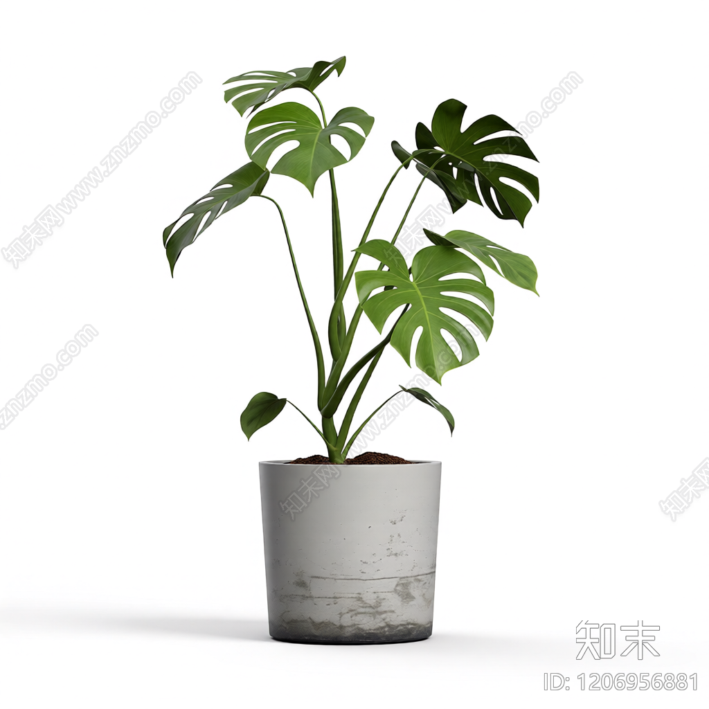 龟背竹盆栽3D模型下载【ID:1206956881】