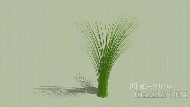 观赏禾草SU模型下载【ID:222276184】