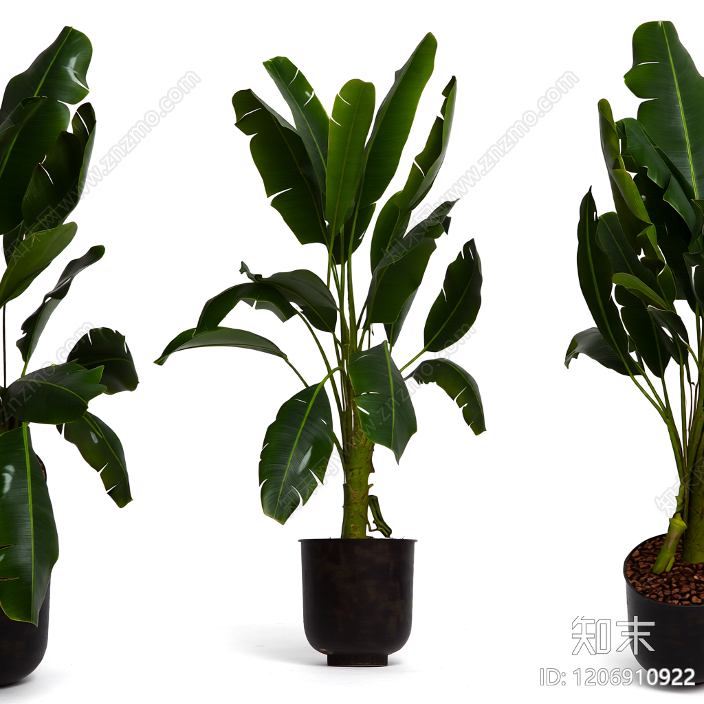 盆栽植物带花盆3D模型下载【ID:1206910922】