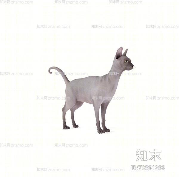 灰色猫3D模型下载【ID:70831283】