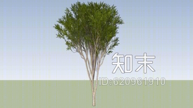澳大利亚茶树（白千层）SU模型下载【ID:620961910】